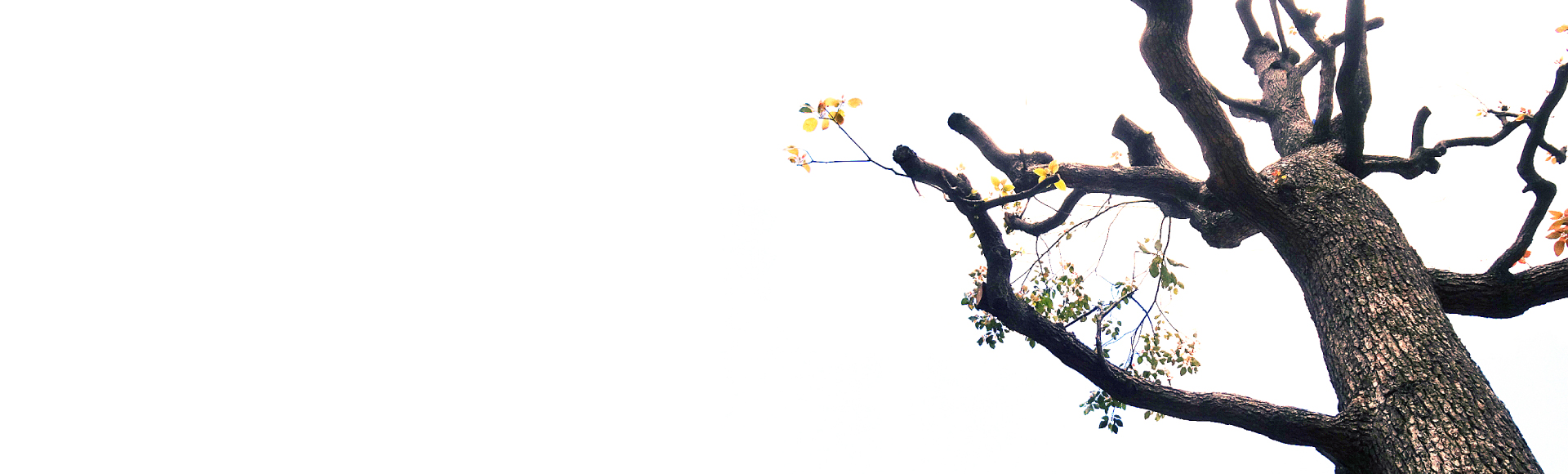 私たちの想いのヘッドイメージ