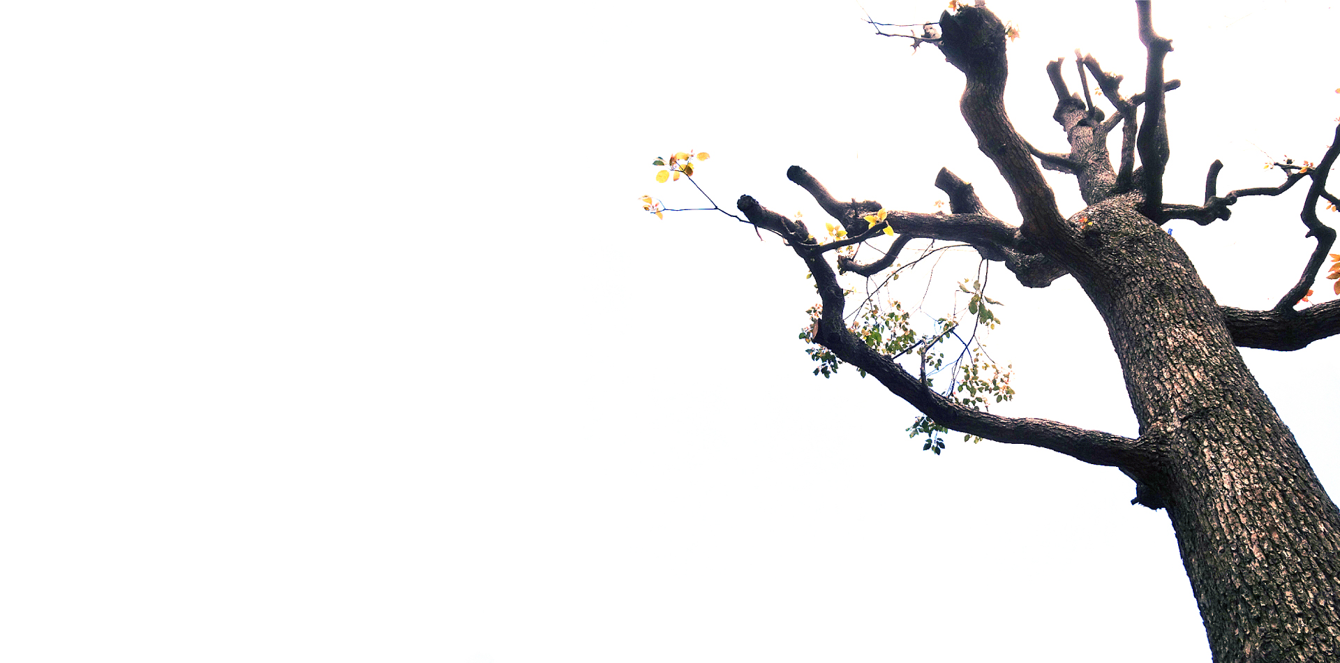 私たちの想いのヘッドイメージ