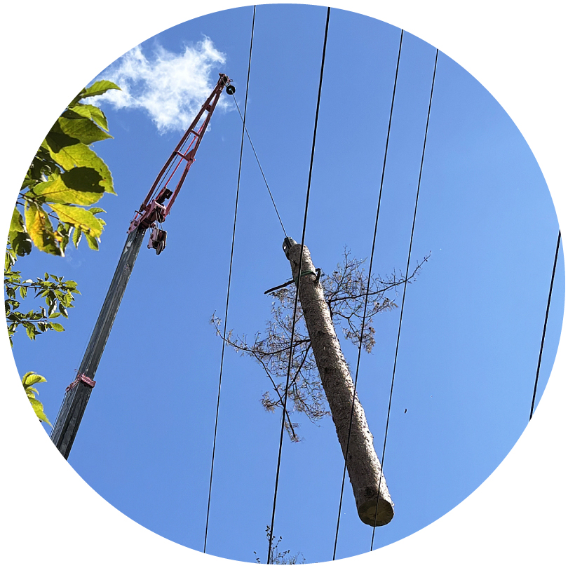 特殊伐採のイメージ