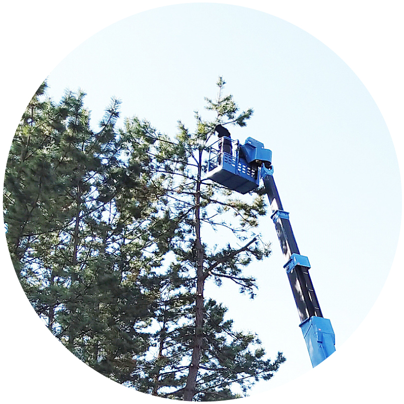 高くなりすぎた木のイメージ