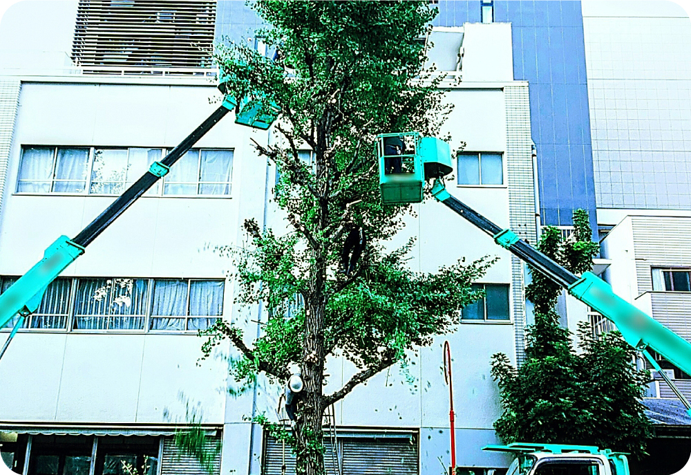 特殊伐採のイメージ