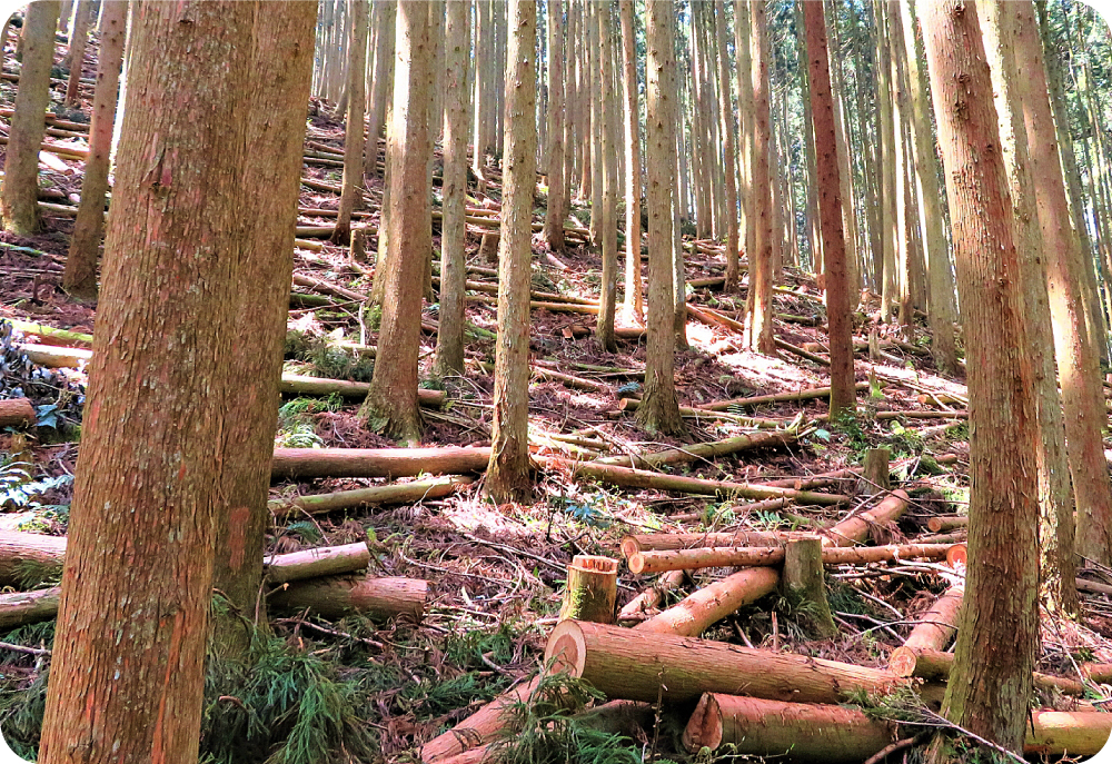 間伐のイメージ