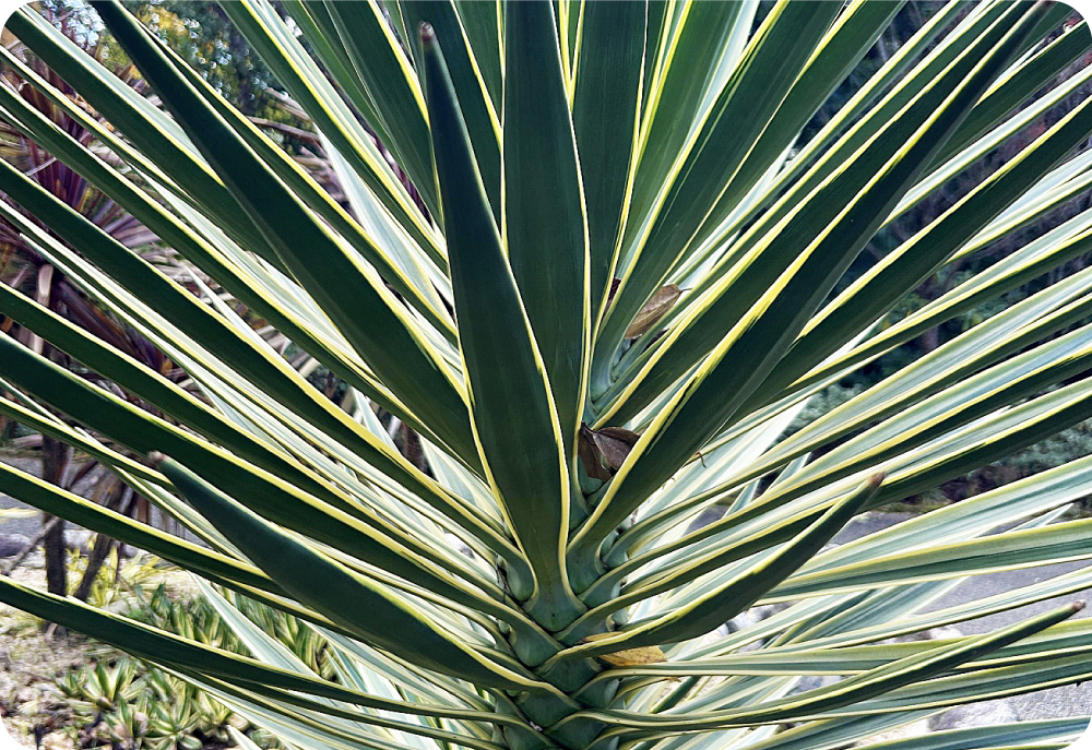 植栽のイメージ
