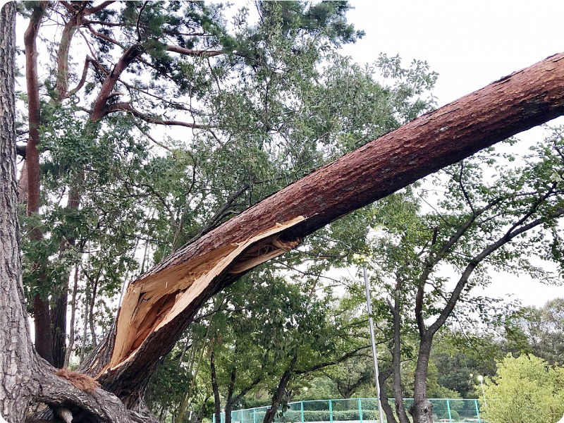 各種の事例イメージ01