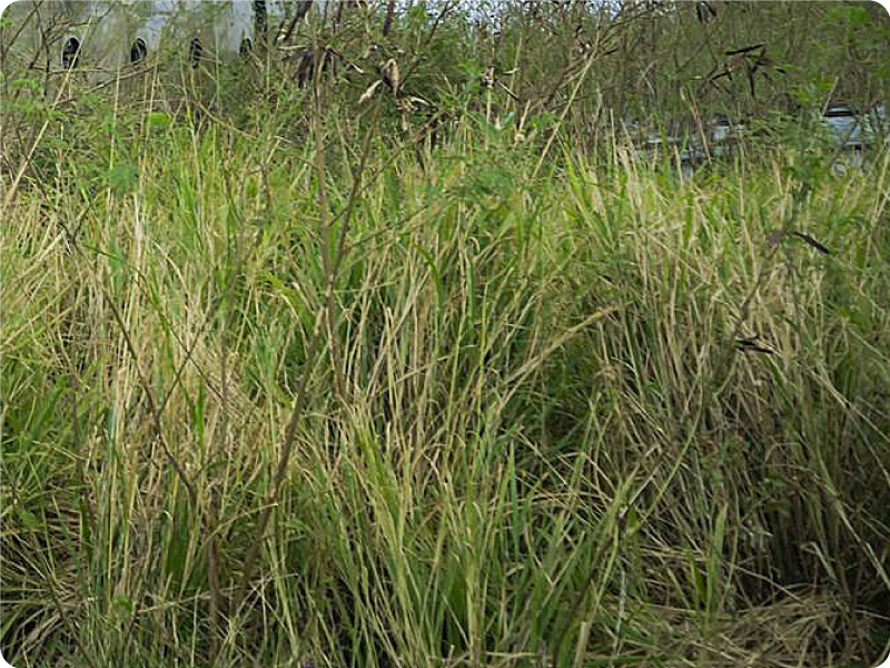 各種の事例イメージ01