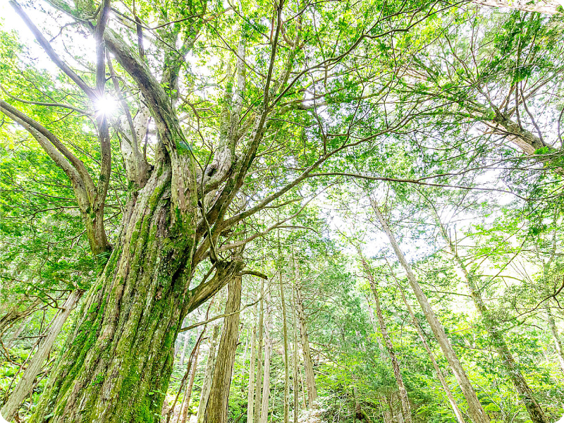 各種の事例イメージ01