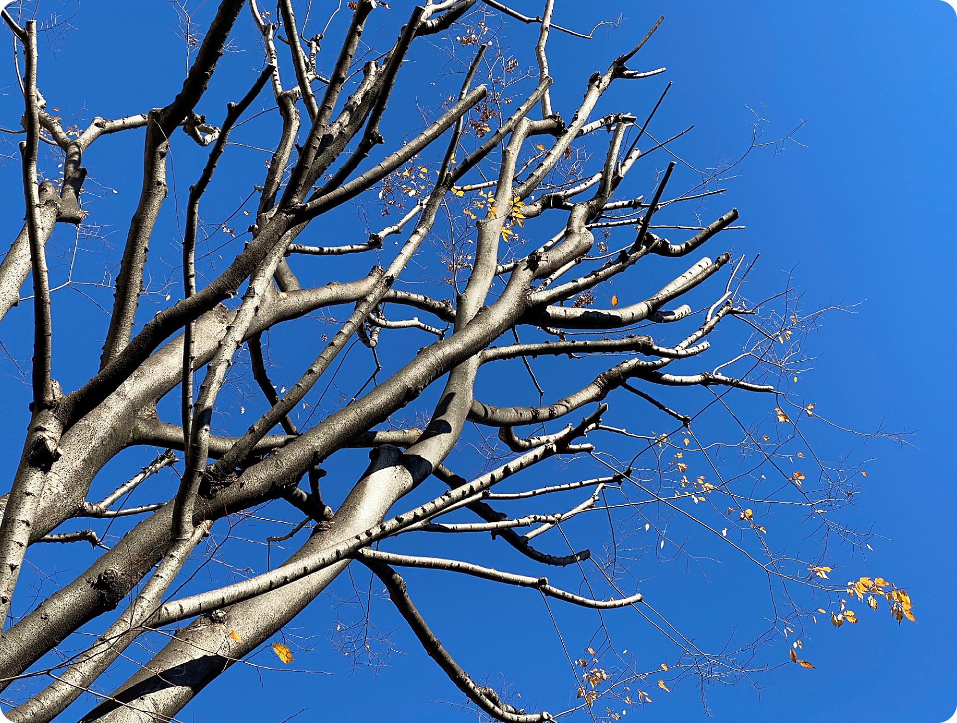 剪定（せんてい）のイメージ