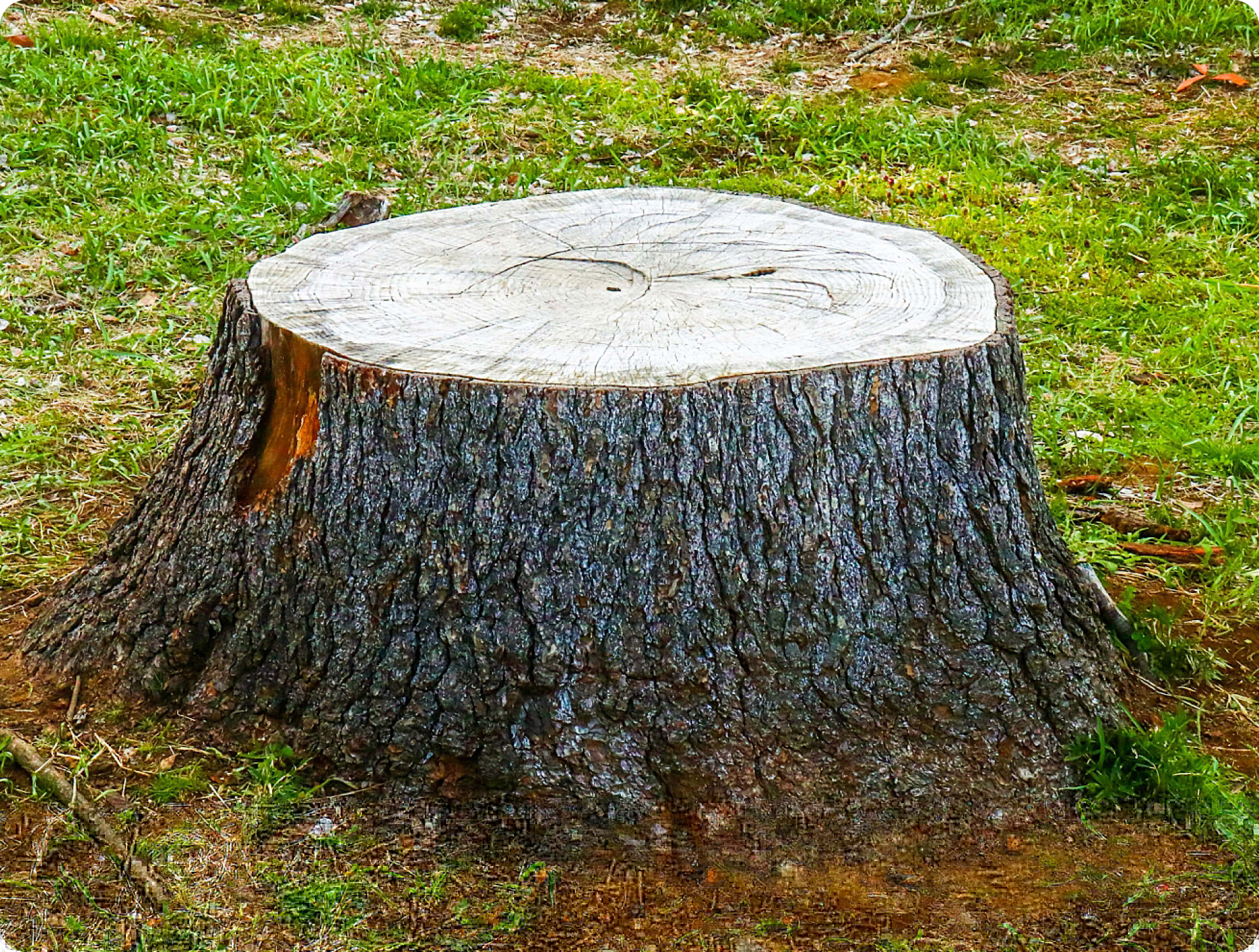 伐採（ばっさい）のイメージ